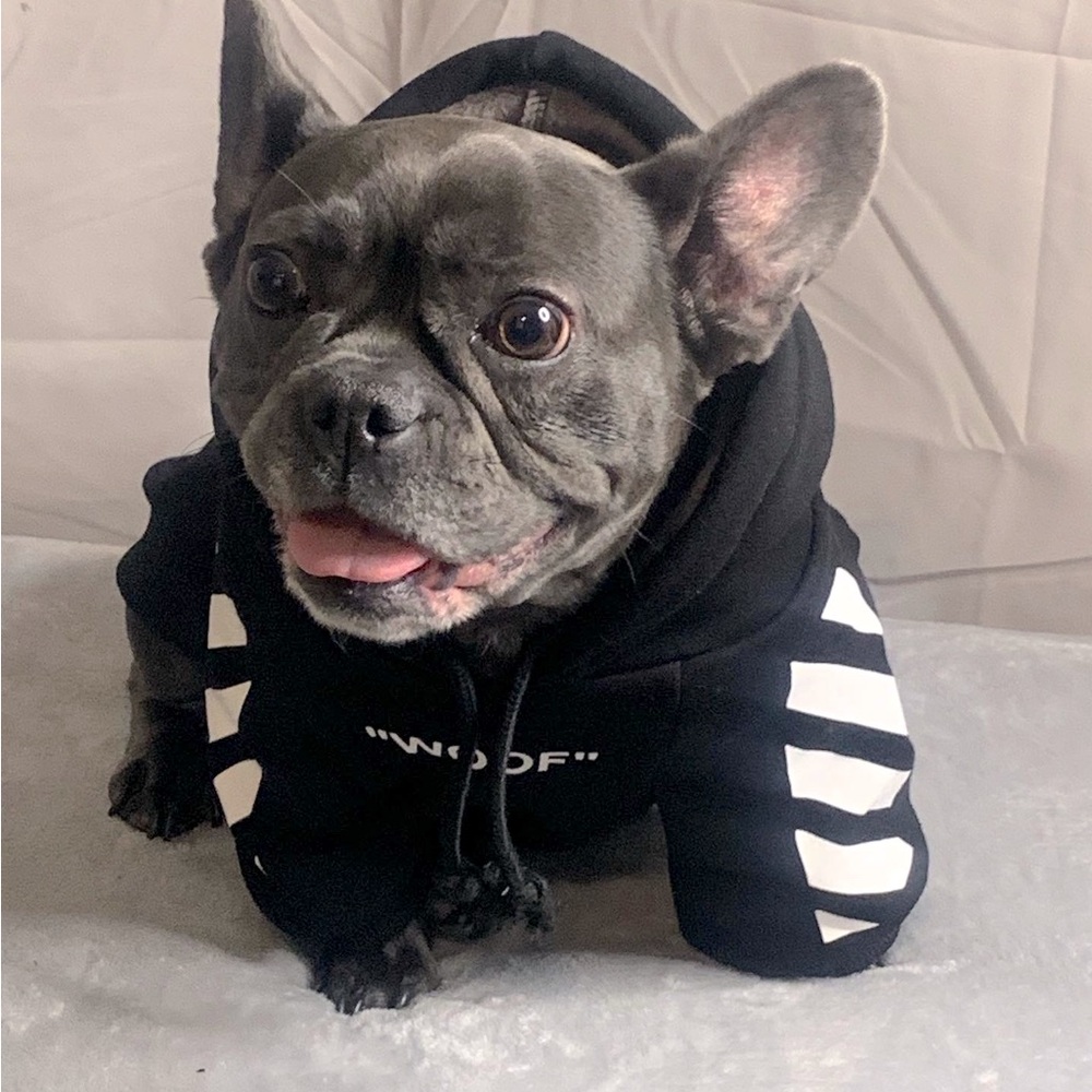 Doggy sweater